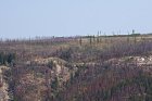 View of the trestles on the Myra Station side of the canyon,we think this is trestles #18