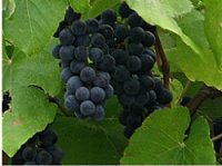 Wineries & Tours